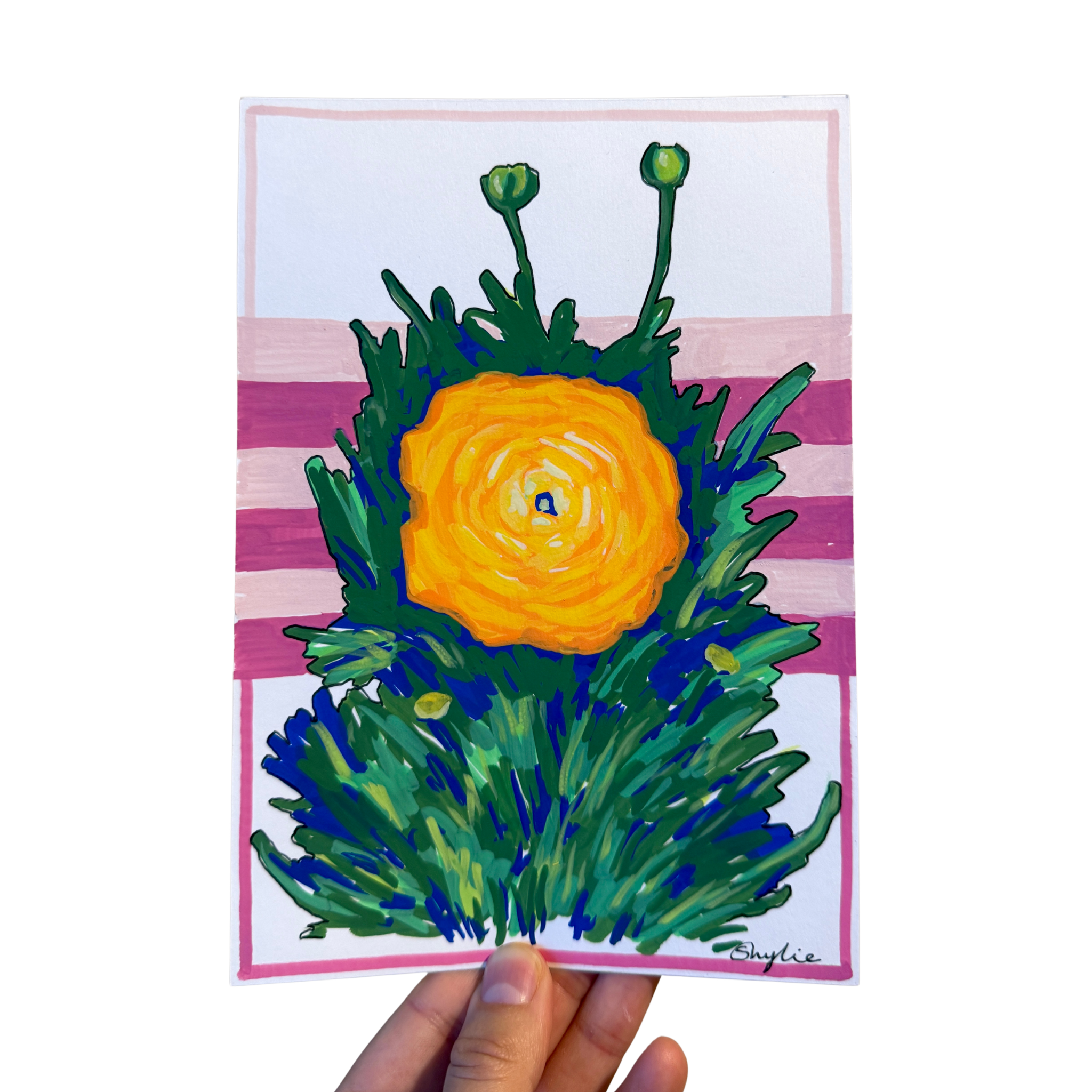 Pink Striped Persian Buttercup