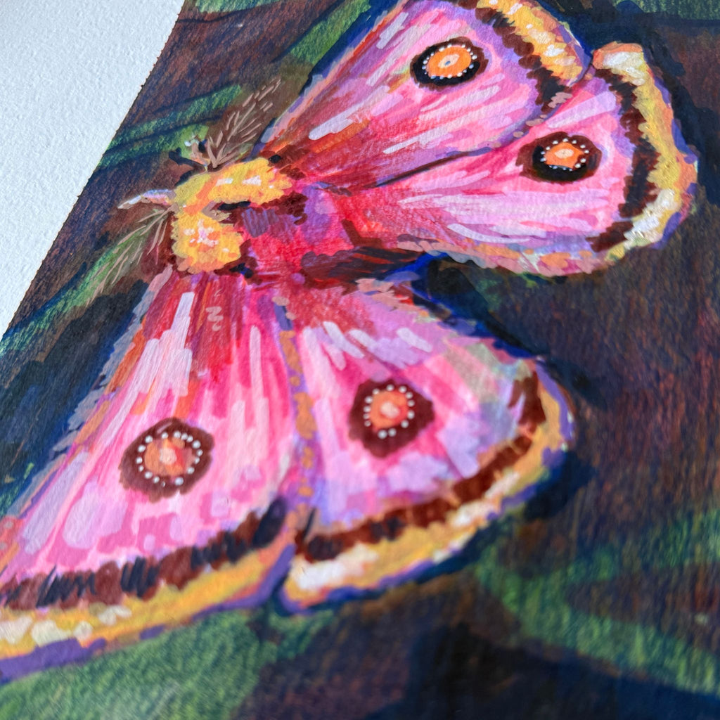Pretty Pink Moth