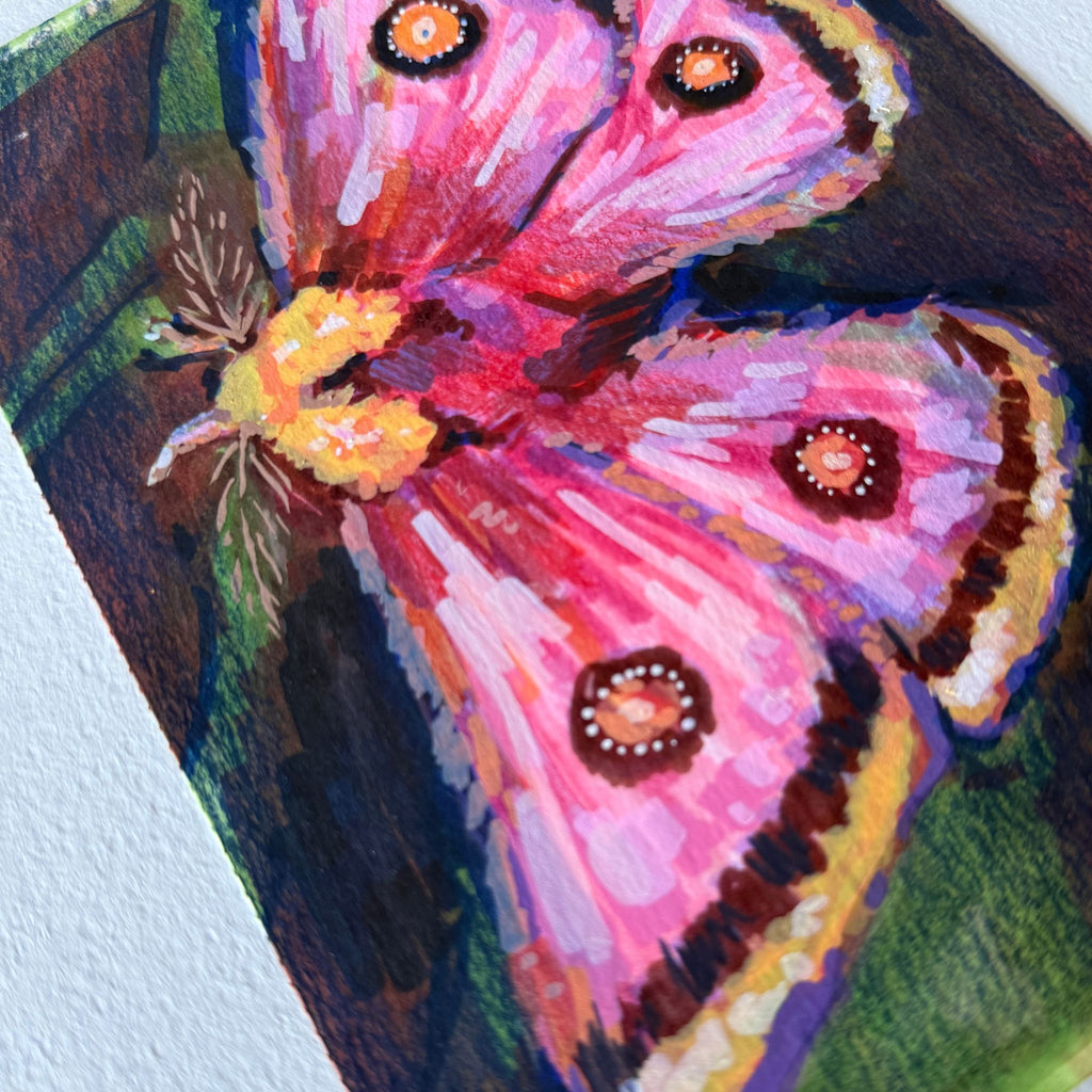 Pretty Pink Moth