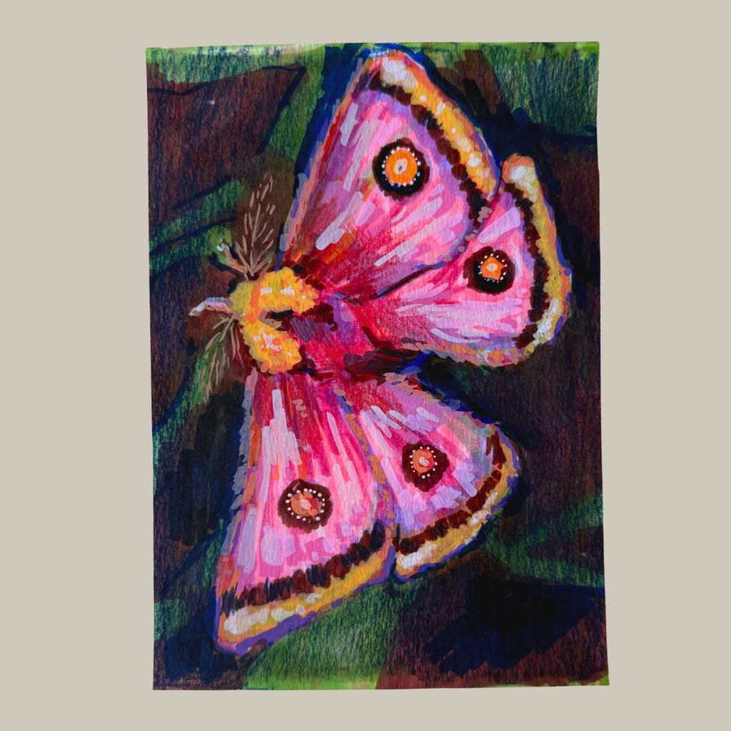 Pretty Pink Moth